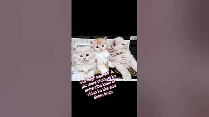 Video 11204101: persian cat meets, adorable persian cat, cat kitten