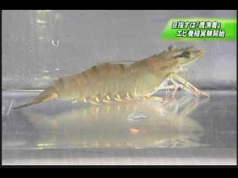 農漁者 を作れ エビ養殖実験開始 Youtube