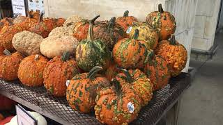 Wart Pumpkins