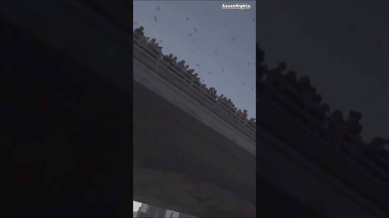 Bats Flying at Sunset in Texas 