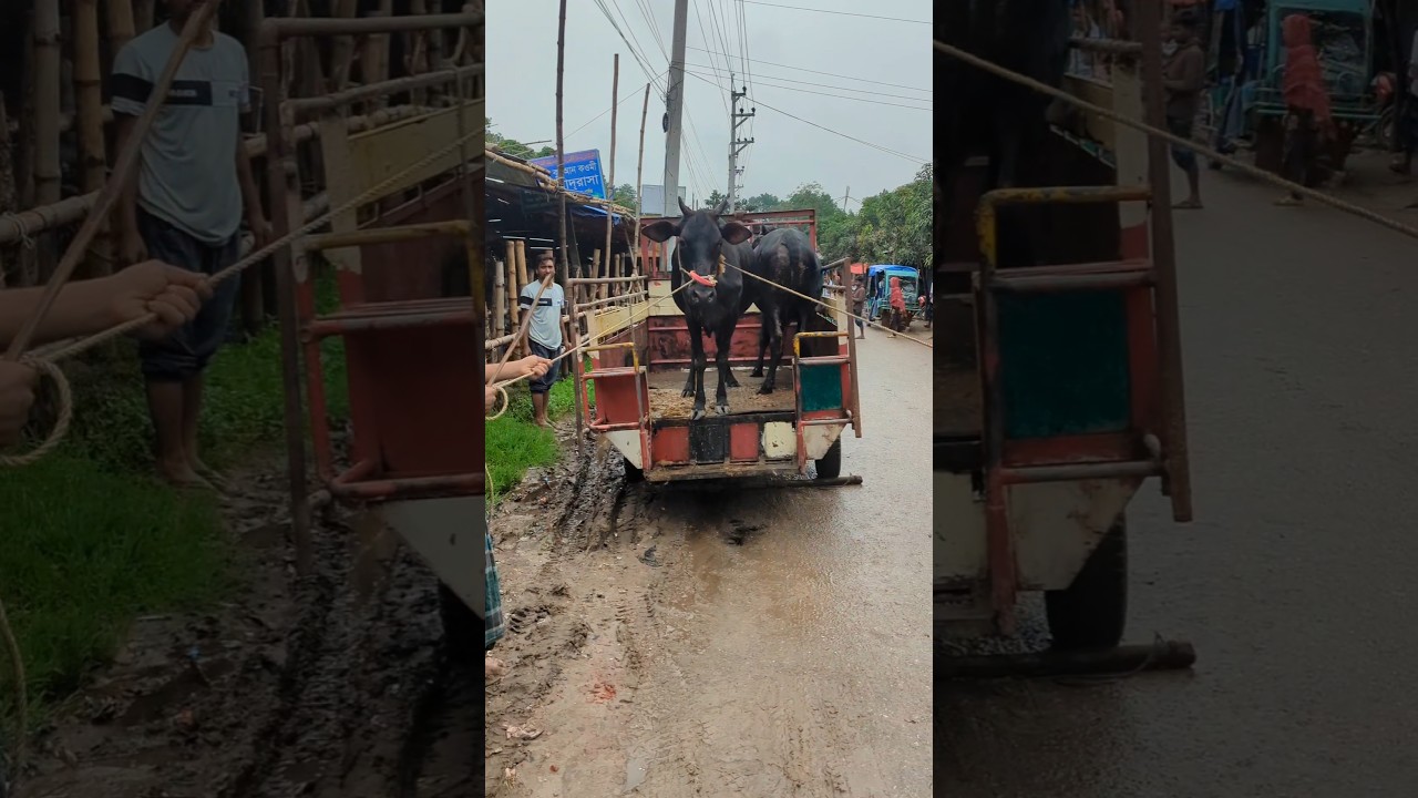 jumping cow 🐮🐄