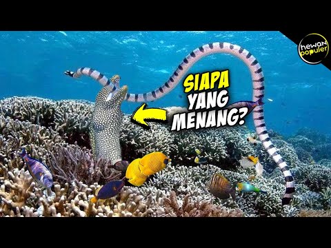 Video: Adakah belut moray berbahaya kepada manusia?