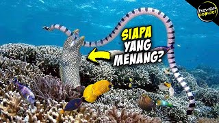 Ketika Monter Belut Laut Ketemu Dengan Ular Beracun Di Dunia Seperti Inilah Yg Terjadi