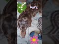 Május....#jasz #mazsola #dachshund #love idézet 