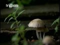 Alta Ansiedade - A Matemática Do Caos .