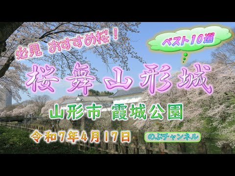 桜舞山形城跡・霞城公園 令和7年4月17日