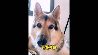 Funny tik tok video cute dog video - собака видео для детей смешное видео тик ток