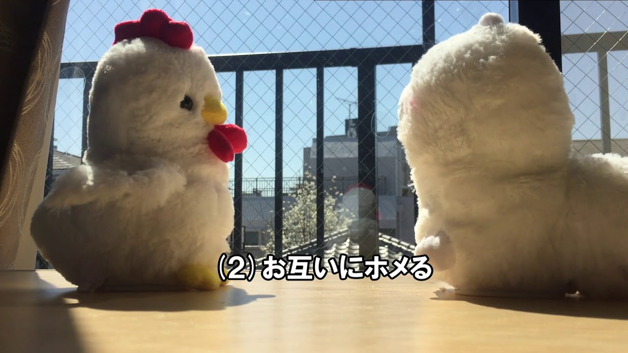 検証 まねっこぬいぐるみを二体使えば永遠に会話が続くのか Youtube