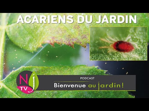 Vidéo: Informations sur les acariens des agrumes – En savoir plus sur la gestion des acariens des agrumes