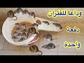 اسهل واروع طريقة لصيد الفئران دفعة واحدة
