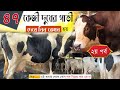 ২য় পর্ব দেখুন ৪৭ কেজি দুধের গাভি এবং যেই খামারে প্রায় সব গাভি ৩৫ কেজি দুধ দেয়।