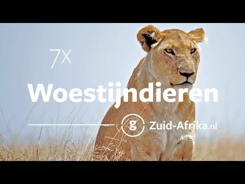 De 7 bekendste woestijndieren van Zuid-Afrika | Zuid-Afrika.nl