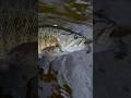 🔥#wisconsin #freshwaterfish #river #gamefish #spring #smallmouthbass #fish #bass #bassfishing
