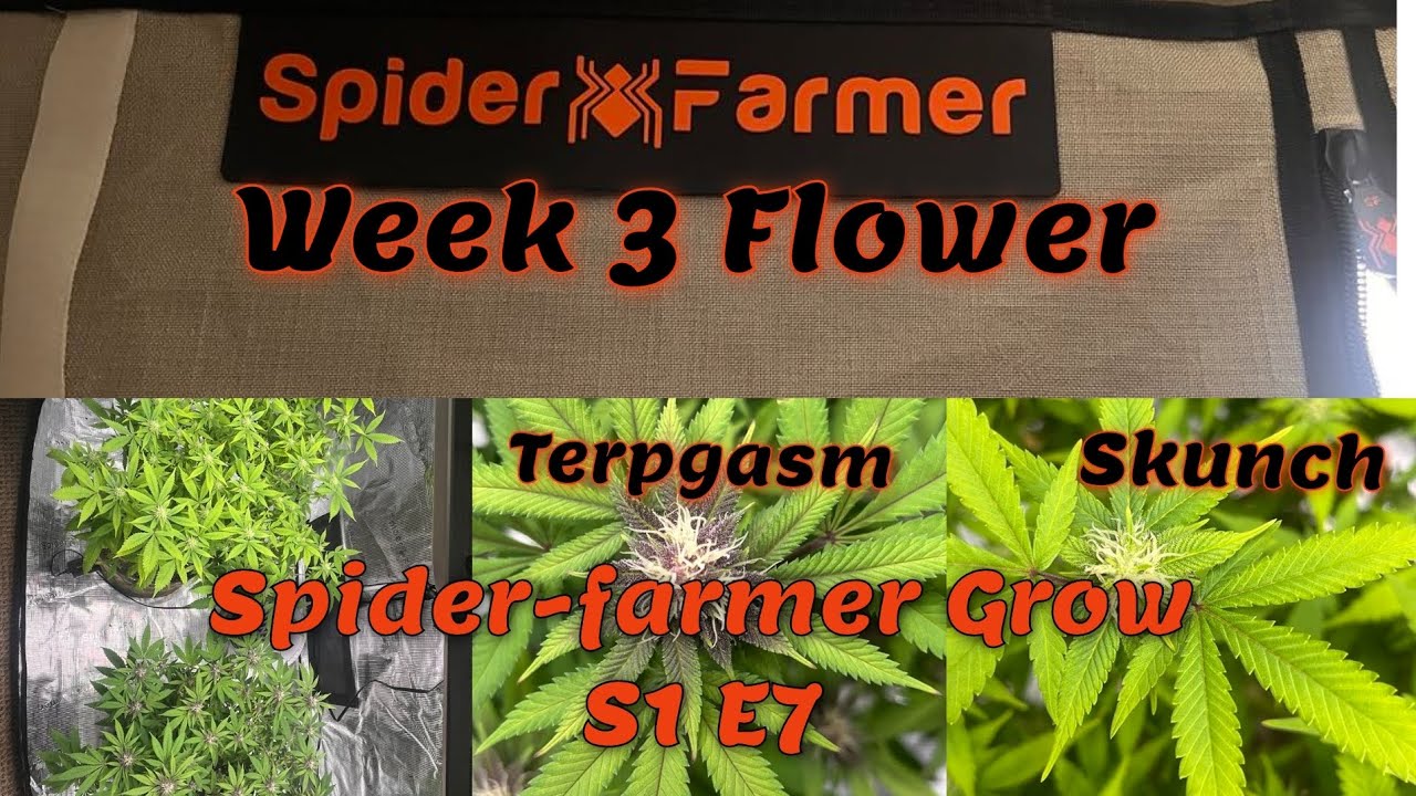 Spider-farmer Grow S1 E7 Ft GGS AC5+SF2000 Week 3 Flower