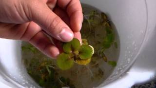 Java Moss Madness!!