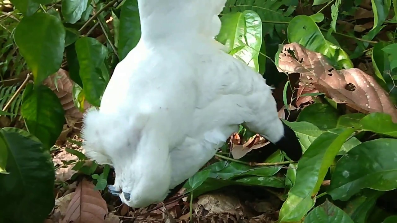 DISAMBUT BURUNG LANGKA SAAT BERBURU DI PAGI HARI 