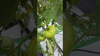 Morris Farms tomato house where I work!