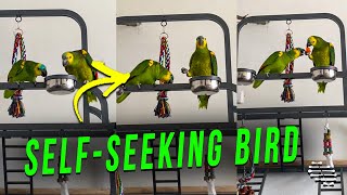 Bird Refuses to Share Its Food With Another