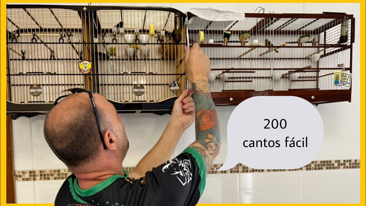 COMO AUMENTAR A CANTADA O RENDIMIENTO DO SEU COLEIRO PAPA-CAPIM NA RODA TORNEIO