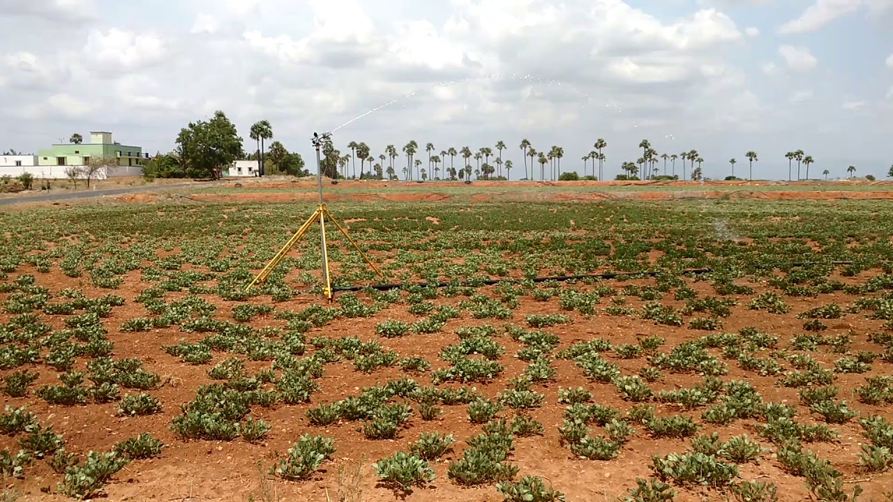 Drip Irrigation to Groundnut Crops due to lack of Rain YouTube
