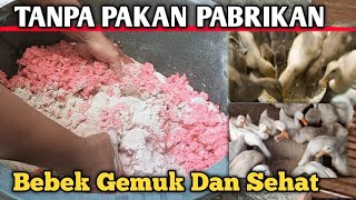 Pakan alternatif ternak bebek pedaging tanpa pakan pabrikan bebek gemuk dan sehat