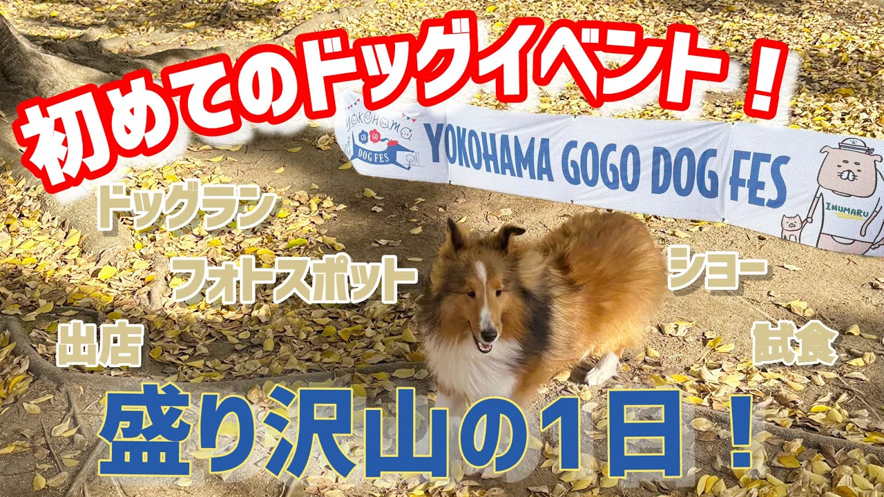 【ドッグイベント】YOKOHAMA GOGO DOG FESに行ってきた【シェルティ】