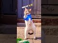 Dancing cat  budot challenge 🤣