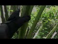 Middle of video