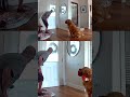 Un perro intenta jugar con un intruso mientras la policía lo rastrea con un drone