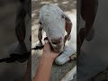tu kal chala jayega to mai kya karu ga || bakra eid || #aurangabad #bakraeid #bakra #india