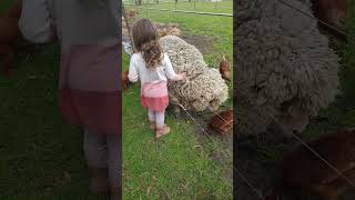 we love sheep 💗 Baa Baa 🐑