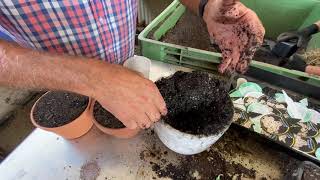 How to water your Cactus?