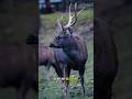 A Graceful Animal with Hidden Strength#deer #animals #foryou