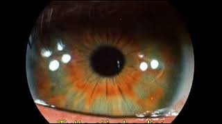 Pink Floyd - Eclipse [SUB-ITA]
