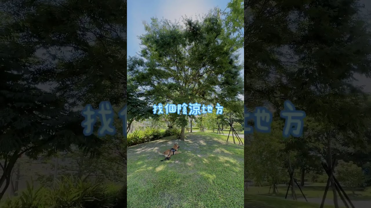 #shorts #狗狗 #米克斯 #唐狗 縮圖