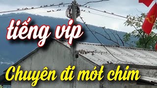 Tiếng chim sẻ mồi vip 3 | chuyên gọi chim đã bể Tiếng