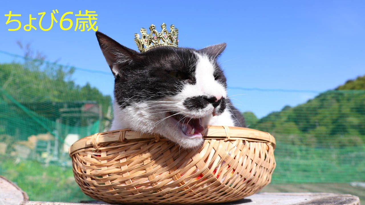 ちょび6歳おめでとう 230529 - YouTube