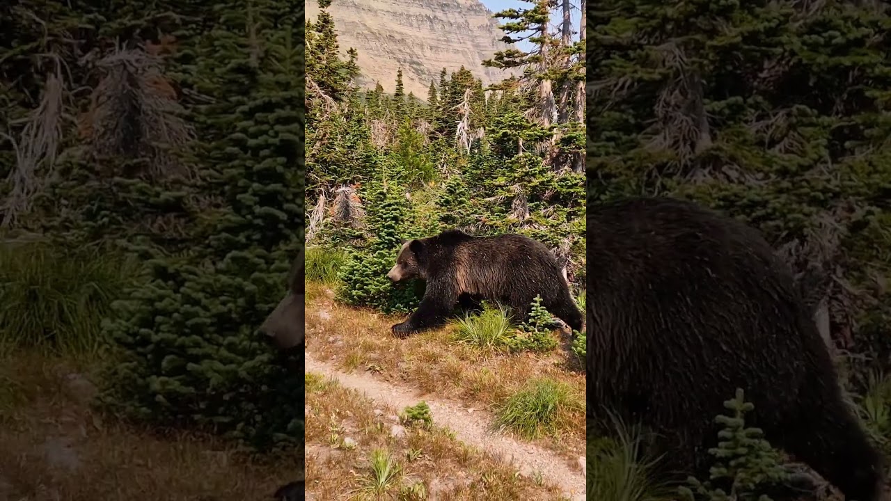 Hiker meets Grizzly Bear