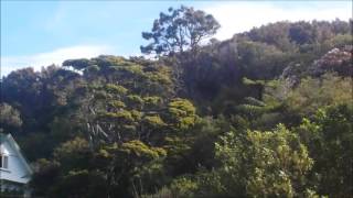 Kakas welcome us to Stewart Island!