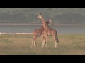 The wildlife of Lake Nakuru National Park, Kenya