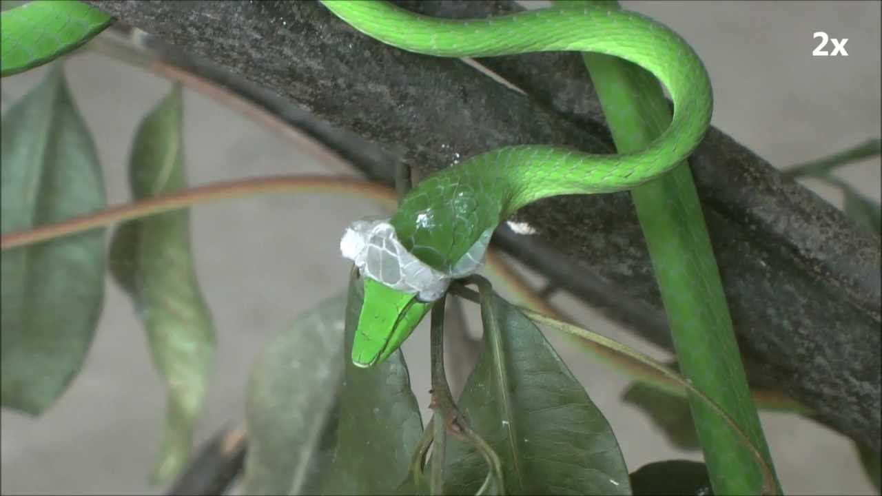 Whip snake shedding skin - YouTube