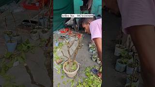 bougainvillea flowering plant online sale | wholesale bougainville flower plant sale | online sell