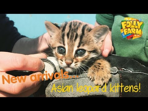 asian-leopard-cat-babies