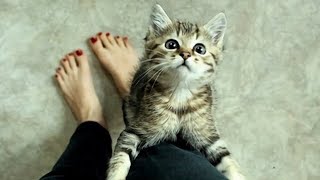 Cute Cats Welcoming Owners Home Compilation