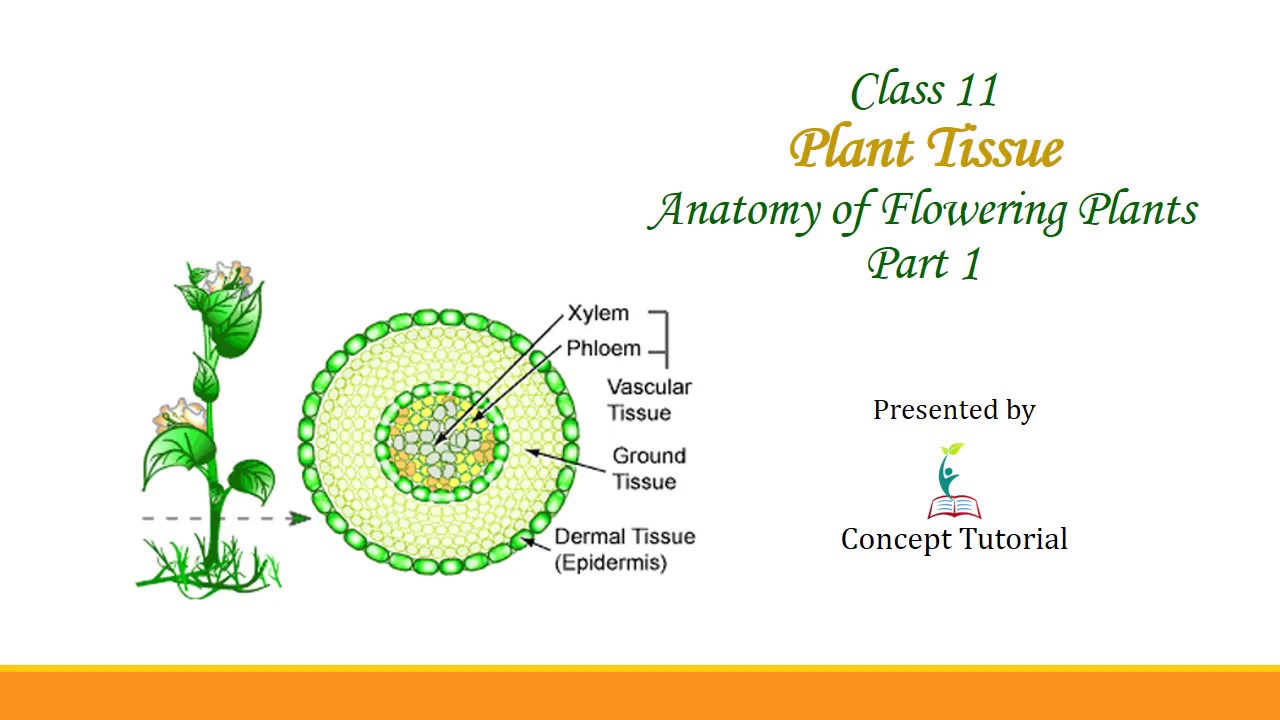 Plant Tissue Parenchyma Collenchyma Sclerenchyma Anatomy of Flowering Plants Biology Class 11