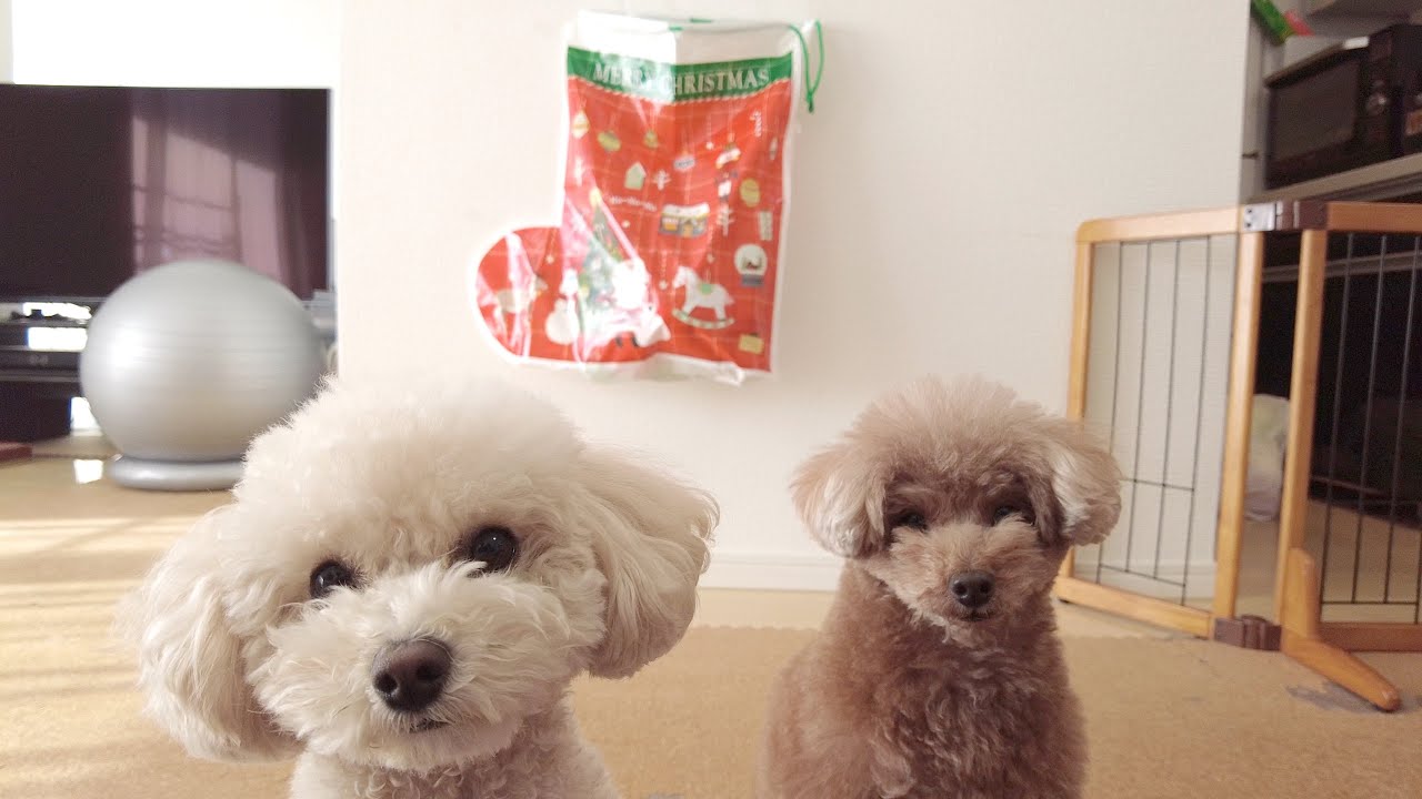 朝起きたら、サンタさんから愛犬にプレゼントが置いてありました