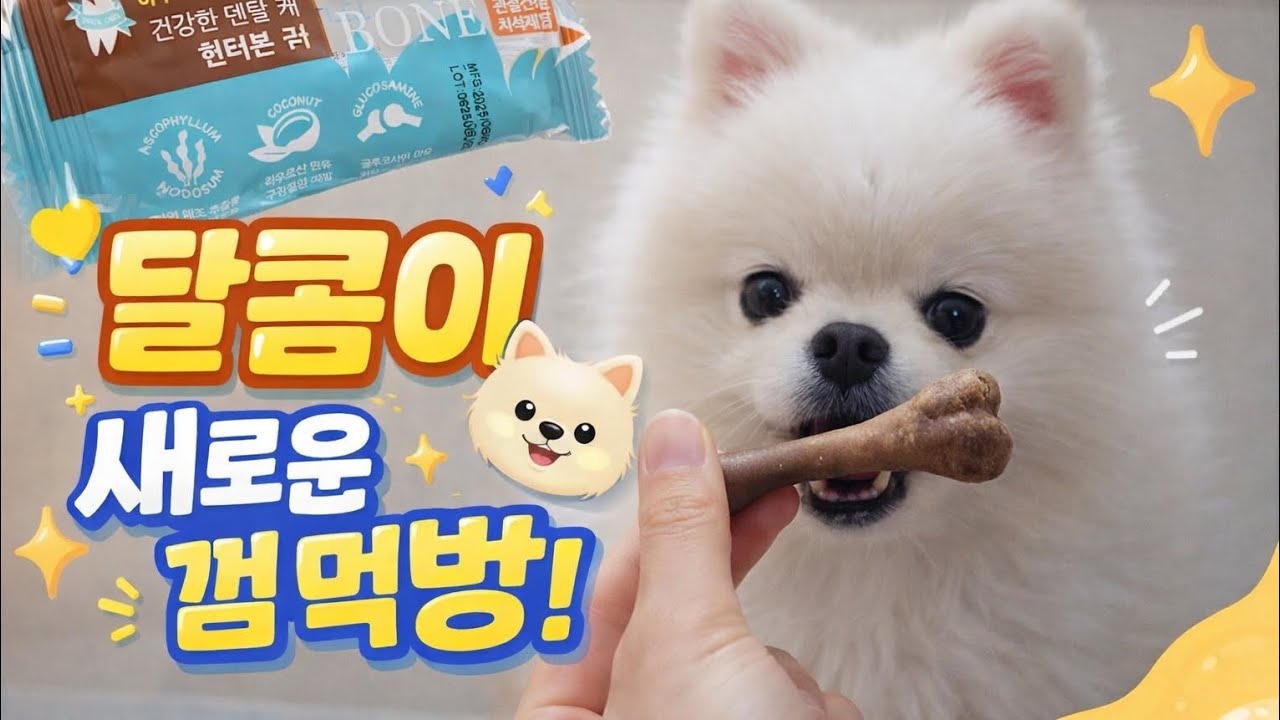 달콤이 새로운 껌 먹방 🦴💛2026년 2월 23일