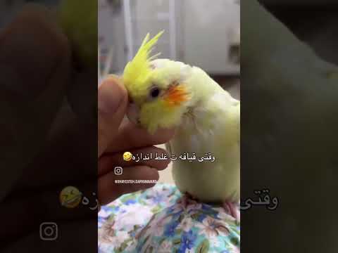 وقتی قیافه ت غلط اندازه شلتنا  
