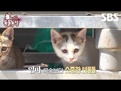 [예고] <strong>들개</strong> 무리 VS 엄마 고양이 하비🐱 목숨보다 소중한 새끼들을 지킬 수 있을까? | TV 동물농장 | SBS