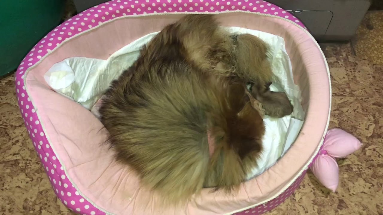 Первые роды шпица Моники, у нас появились щенки!!!